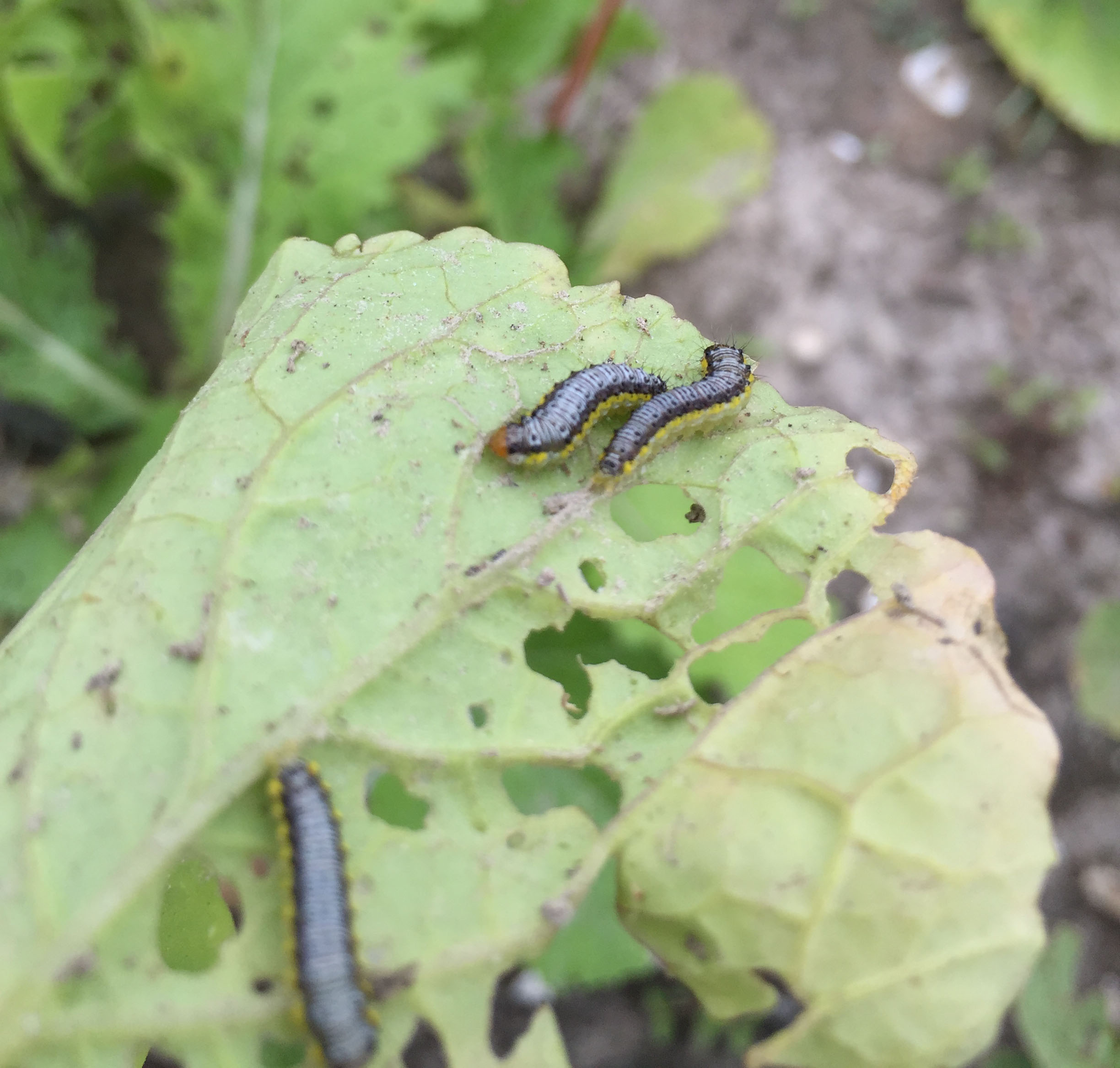Three striped caterpillars on the underside of a radish leaf.